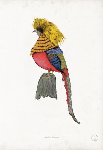 Golden Pheasant - artist signed print